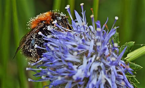 Free Images : nature, meadow, flower, pollen, pollination, botany, flora, fauna, invertebrate ...