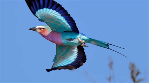 The Lilac-Breasted Roller: National Bird of Kenya - A-Z Animals