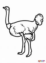 Images Ostrich Coloring Page  Free Printable Coloring Pages sketch template
