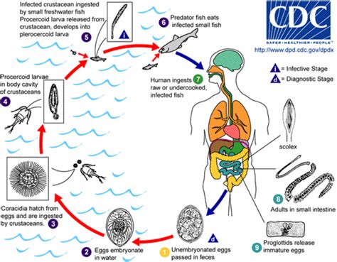 Tapeworm Symptoms, Treatment, And Prevention | HubPages