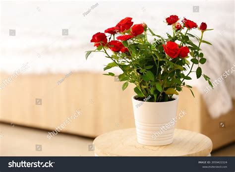 30,481 Red roses house Images, Stock Photos & Vectors | Shutterstock