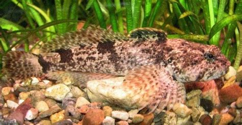 Mottled sculpin - Alchetron, The Free Social Encyclopedia