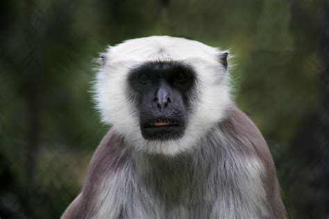 Portrait of Exotic Monkey free image download