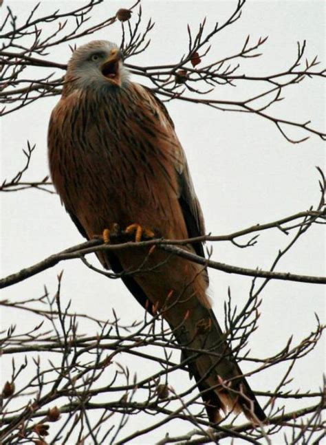 Milvus milvus, Red Kite, identification guide