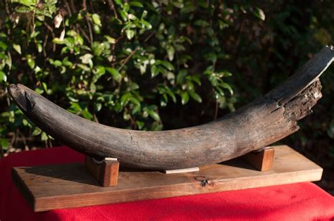 Large Florida Mastodon Tusk | Fossils | MUSEUM | Prehistoric Florida