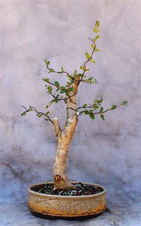 Chinese Privet Bonsai – Initial Styling | Bonsai South