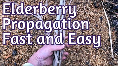 Hardwood Propagation - EASY Elderberry cuttings and more! - YouTube