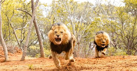 tpn-"Unraveling the Extraordinary Tale of a Rare Black Lion King Redefining the Wilderness’ Wild ...