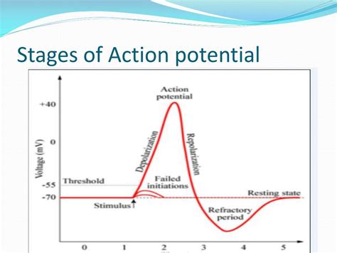 Action Potential Stages