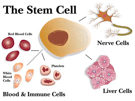 Stem Cell Therapy Cost in Malaysia 2023