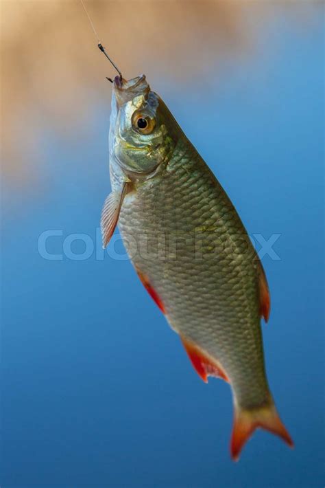 Fresh fishes rudd | Stock image | Colourbox