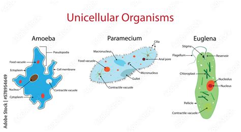 Unicellular Organisms Diagram