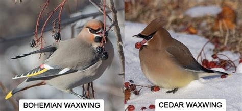 The Difference Between Bohemian and Cedar Waxwing