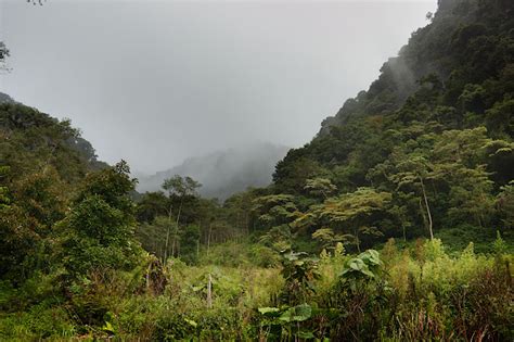 Rylee Isitt Photography - Cloud Forest