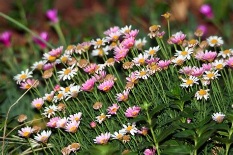 Pink Daisies Free Stock Photo - Public Domain Pictures