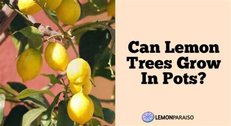 Can Lemon Trees Grow In Pots? – Lemon Paraiso