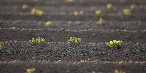 CIP Launches Late Blight-resistant Potato Seeds in Malawi – Potato Business