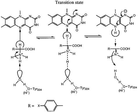 SCHEME 2. Postulated catalytic mechanism of D-amino acid oxidase . The ...