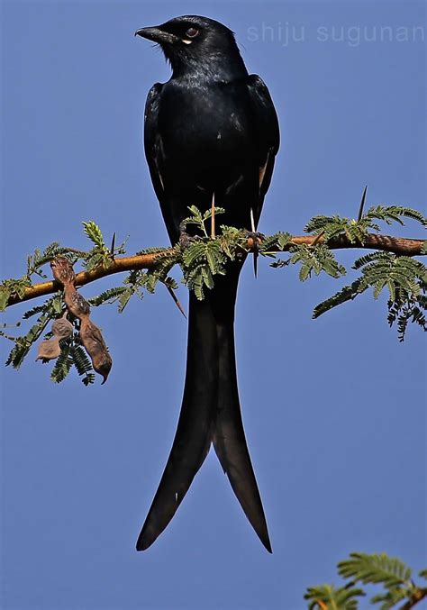 Cranium Bolts: Birds at Hesaraghatta lake