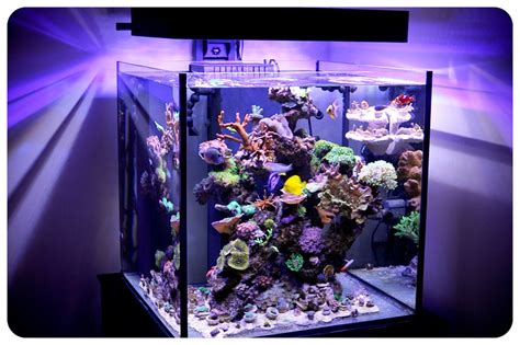 Rimless 60 Gallon Solana XL with Panorama LED Lighting | Flickr