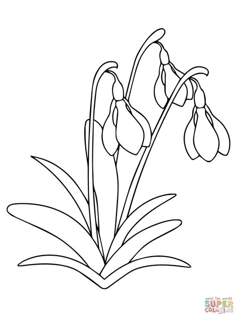 Snowdrop Flower coloring page | Free Printable Coloring Pages