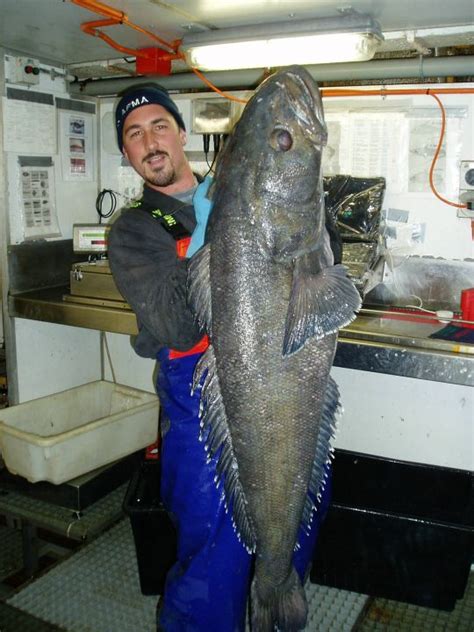 Big Fishes of the World: PATAGONIA TOOTHFISH (Dissostichus eleginoides)