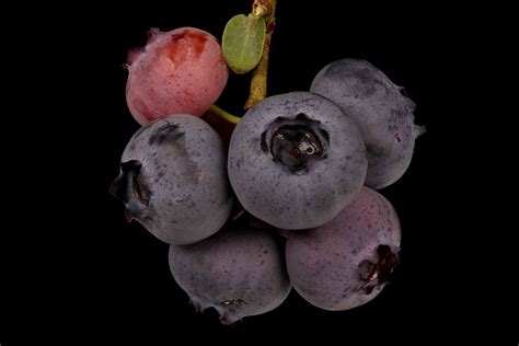 Vaccinium corymbosum L. | Plants of the World Online | Kew Science