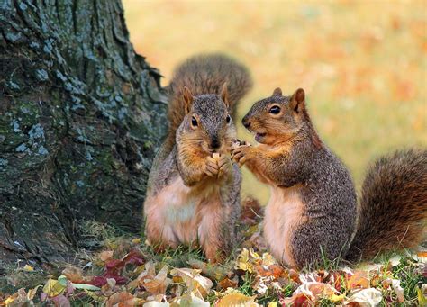 squirrels in fall pictures | Autumn Squirrels Photograph | Cute ...