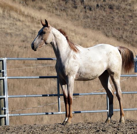 Nez Perce Horse Breed - Profile | Facts | Characteristics | Care ...