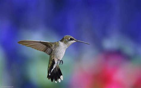 Colibri Wallpaper HD Download