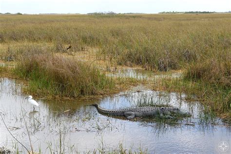 Shark Valley: Close Encounters with Wildlife in Everglades National Park (Florida) - Happier Place