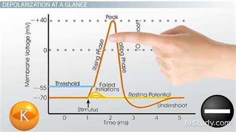 Cell Depolarization | Definition & Overview - Lesson | Study.com