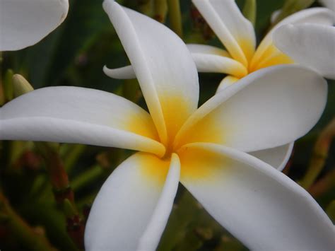 Gorgeous Hawaiian flowers - Enjoy Earth