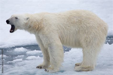 A polar bear on ice. Full body, open mouth. Stock Photo | Adobe Stock