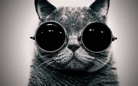 HD wallpaper: Cat With Cool Sunglasses, Animals | Wallpaper Flare