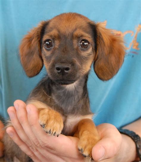 The British Puppies debut for adoption today!