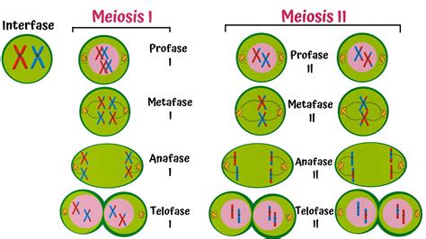 Meiosis Paso a Paso - YouTube