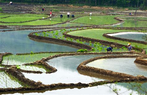 China's agriculture under challenges- China.org.cn