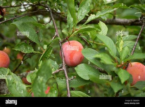 Prunus salicina branch with fresh plums Stock Photo - Alamy