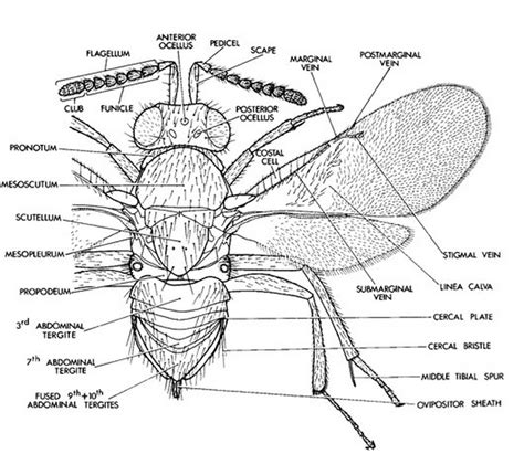 In the Deep End: A Biology Blog: Wasp Families: Encyrtidae. The ...