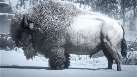 Rdr2 How to Hunt The Legendary White Bison - YouTube