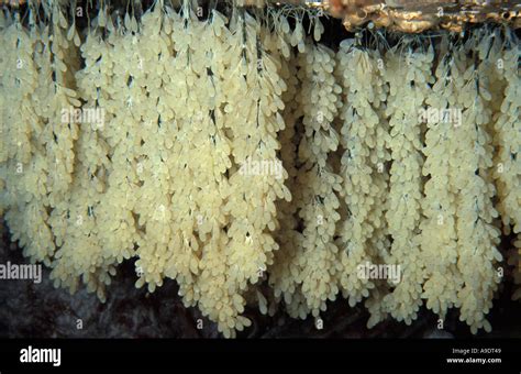 Giant Pacific Octopus Eggs