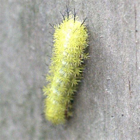 My daughter found this Io moth caterpillar, thankfully not touching it. In researching to see ...