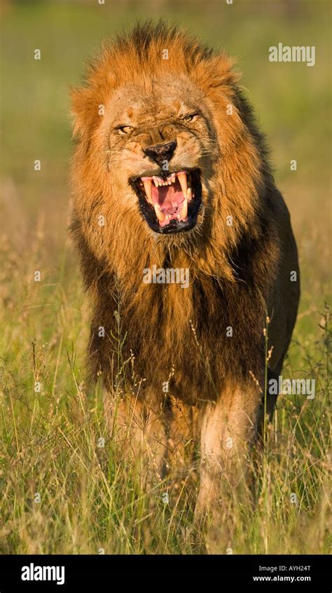 Male lion roaring, Greater Kruger National Park, South Africa Stock Photo - Alamy