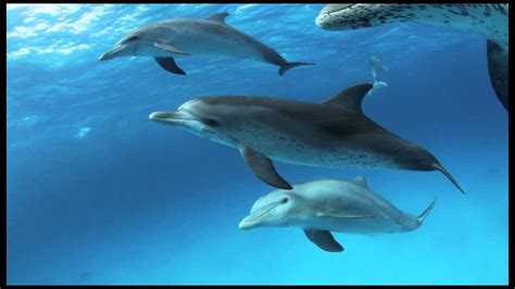 Bahamas Dolphins 2015 - YouTube