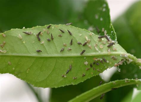 How to Identify Citrus Greening: A Quick Visual Guide | The Survival ...