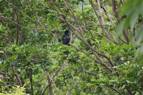 Bird Adventure: A beginner birder and her sightings.: KOEL