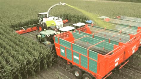 Corn GIF - Find & Share on GIPHY