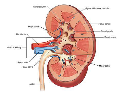 Kidneys – Earth's Lab