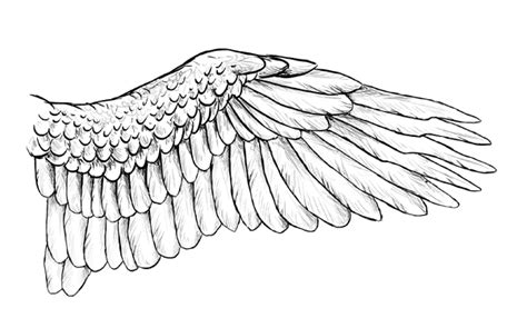 Eagle Wings Drawing Realistic - Drawing Skill